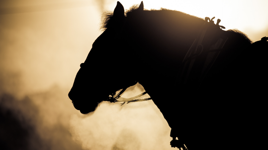 心の調教は“馬のように”